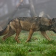 Spotkania z wilkami w Bieszczadach nie należą do łatwych i częstych