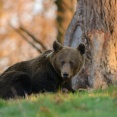 Niedźwiedzica odpoczywająca przy drzewie