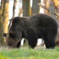 Niedźwiedzica podczas żerowania