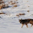 Kolejne w 2011 roku spotkanie z bieszczadzkim wilkiem