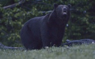 Wielki niedźwiedź