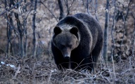  Kilka ujęć bieszczadzkiego niedźwiedzia z wiosny 2015