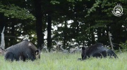Urocza parka bieszczadzkich niedźwiedzi :)