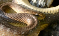 Wąż eskulapa
