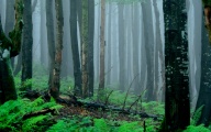 Las we mgle, na terenie Bieszczadzkiego Parku Narodowego