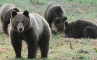 Mamusia i pociechy, czyli "zestaw" bieszczadzkich niedźwiedzi