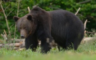 Wielki niedźwiedź brunatny, Bieszczady, czerwiec 2014