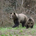 Spotkanie z niedźwiedziami (ursus arctos). Kwiecień 2009