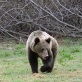 Spotkanie z niedźwiedziami. Kwiecień 2009