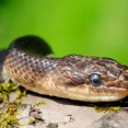 Wąż eskulapa. Bieszczady 2010