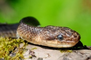 Wąż eskulapa w Bieszczadach