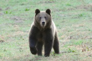 Niedźwiedzica zaniepokojona dźwiękiem migawki aparatu