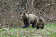 Moje pierwsze zdjęcie bieszczadzkiego niedźwiedzia. Kwiecień 2009