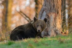Odpoczywająca niedźwiedzica
