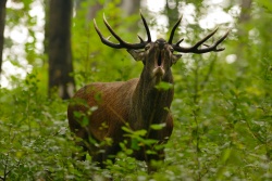 Rykowisko jeleni w Bieszczadach już trwa
