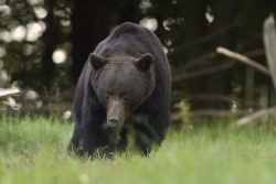 Czy niedźwiedź zabił człowieka w Bieszczadach?